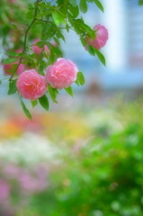 PINK TWINS