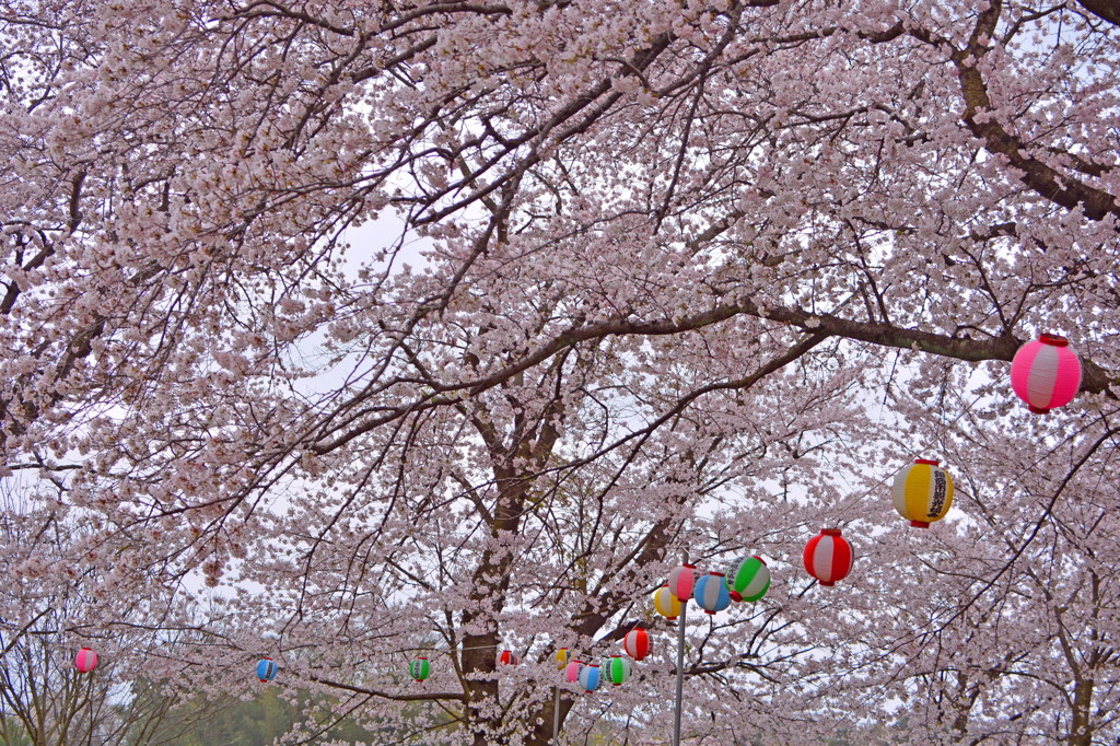 満開の桜にカラフル提灯　