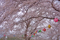 満開の桜にカラフル提灯　