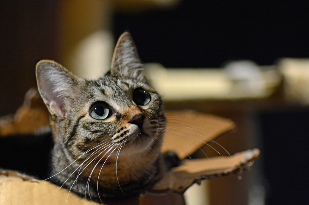 訴えるまなざし