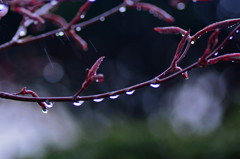 一雨ごとに