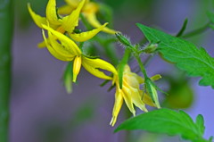私の花　