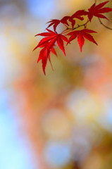 もみじの化粧