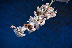 水面を飾る桜かな　2