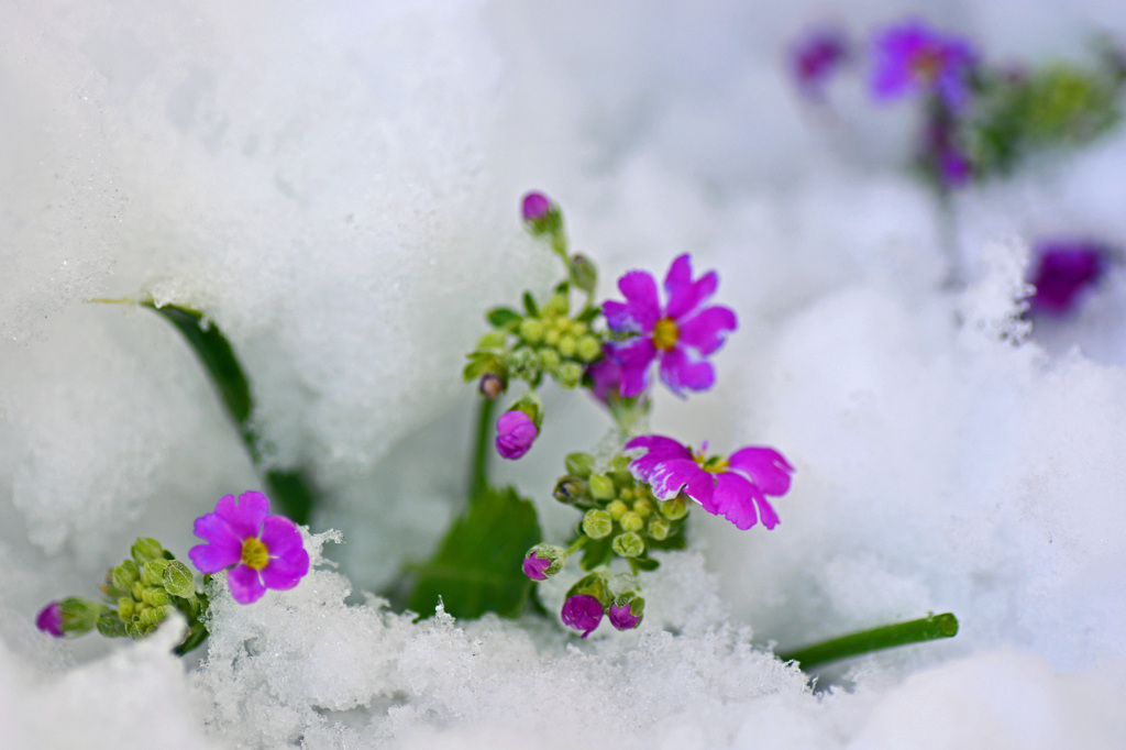 雪にも負けず