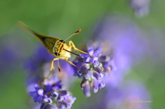 蜜の吸い方教えます♪