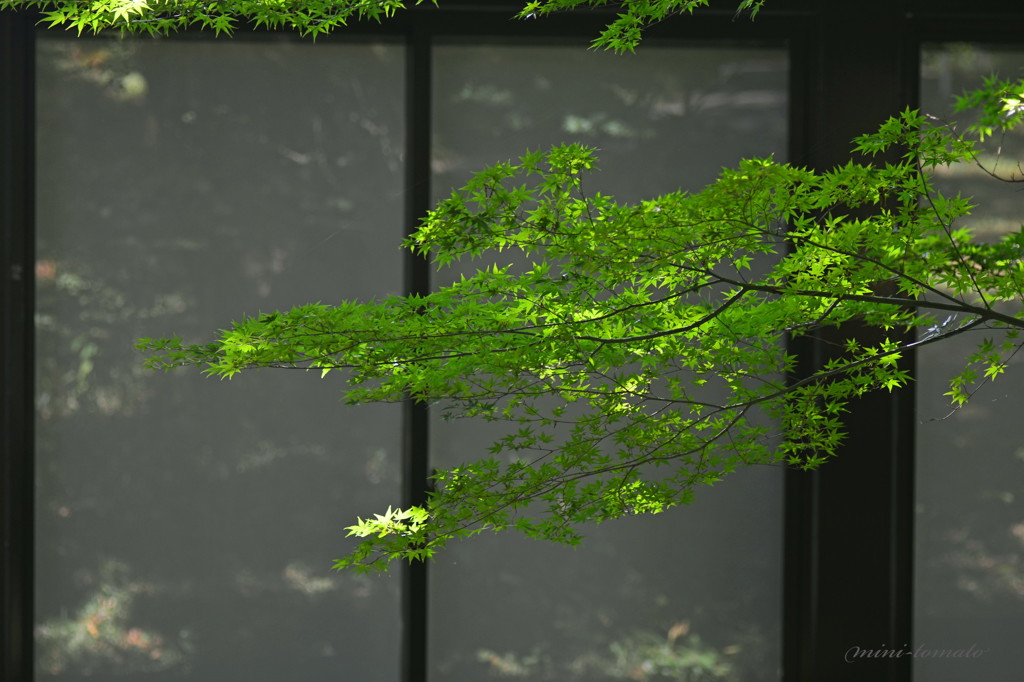 秋化粧の前に