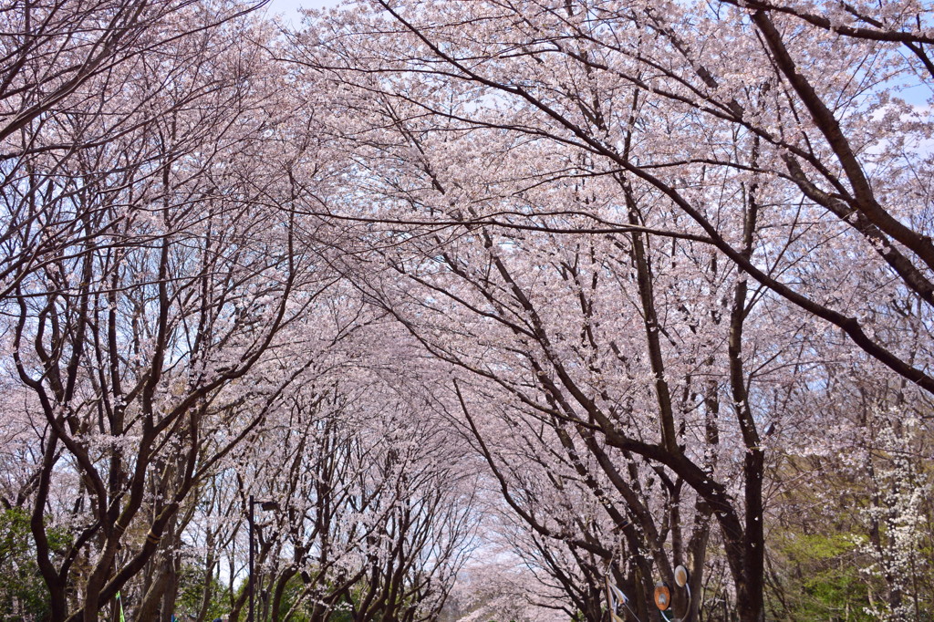 桜色ののトンネル♪