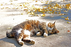 道路の真ん中でzzz