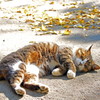 道路の真ん中でzzz