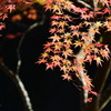 和の秋を感じて