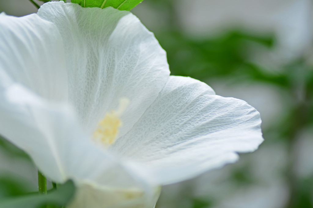 レースの花びら