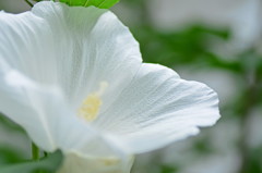 レースの花びら