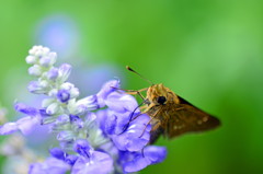 ただいま食事中♪