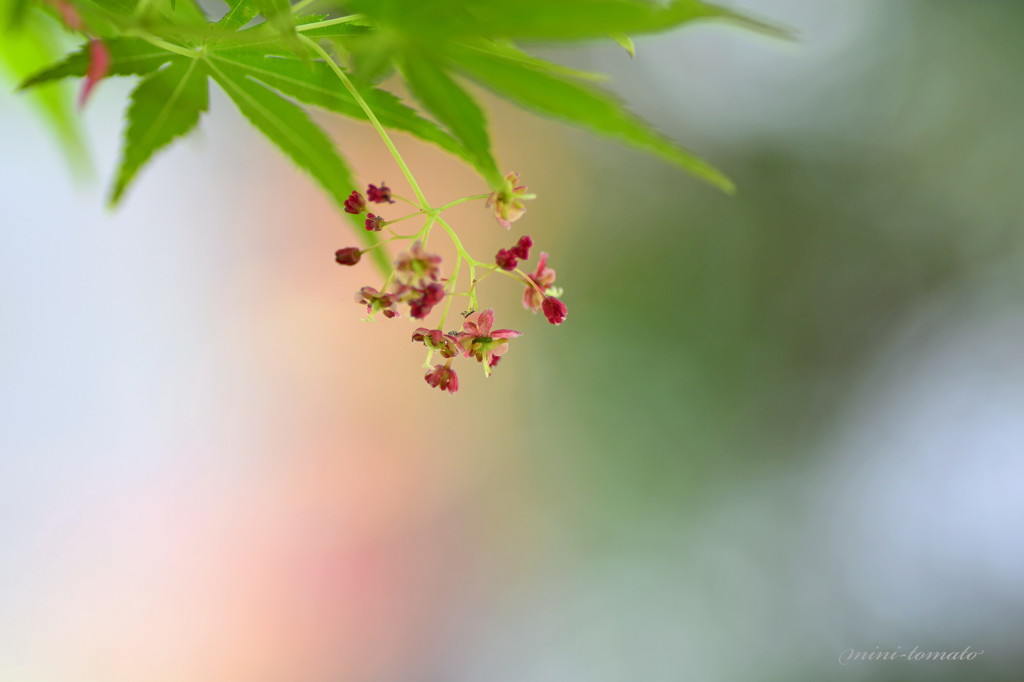 新緑に咲くもみじ花