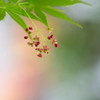 新緑に咲くもみじ花