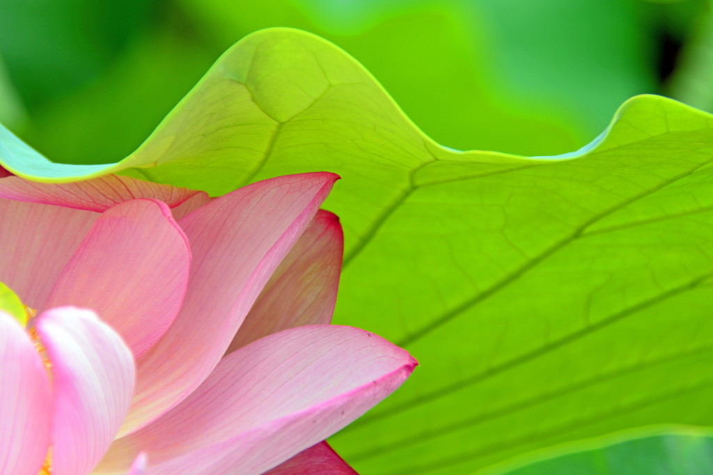 カーブを描いて