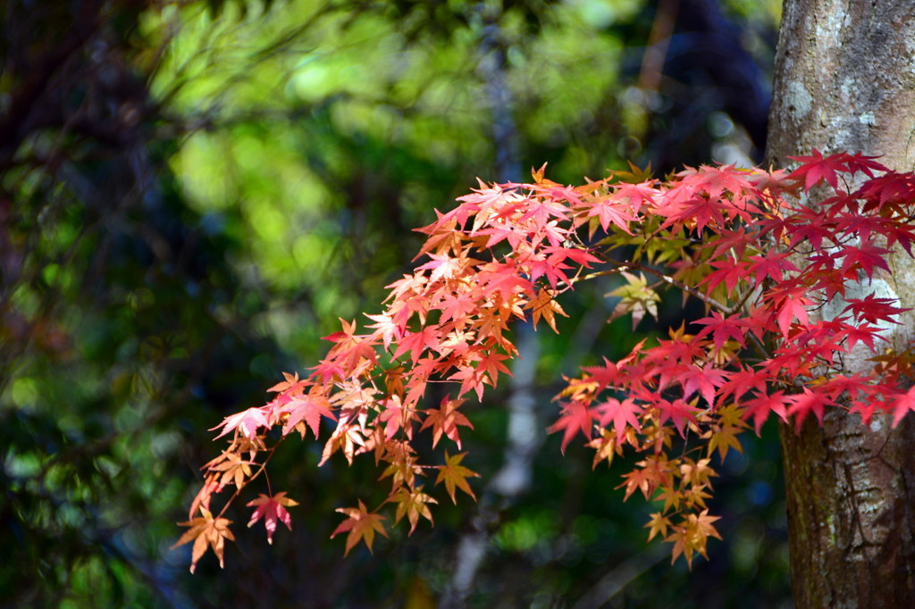 一枝の紅葉