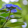 木漏れ日の中で