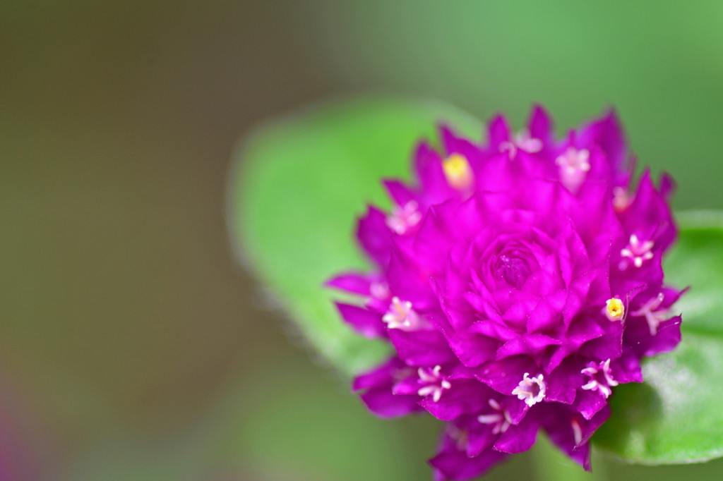 小さな花物語♪