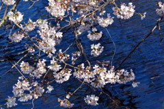 水面を飾る桜かな　1