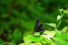 トンボのスローダンス