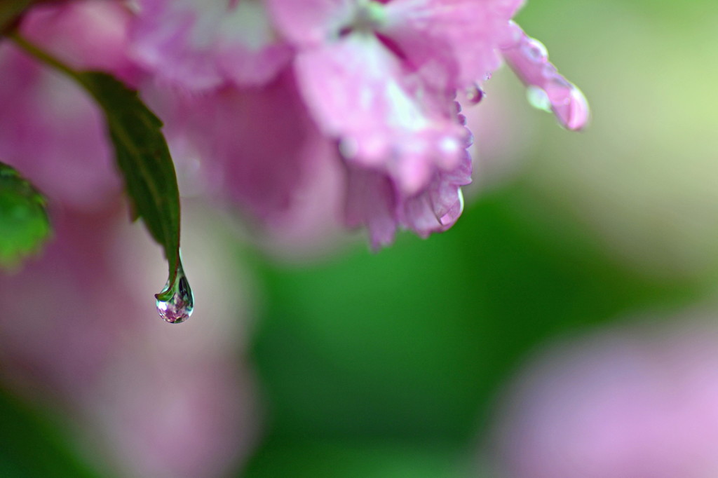 雨の日のおまけ