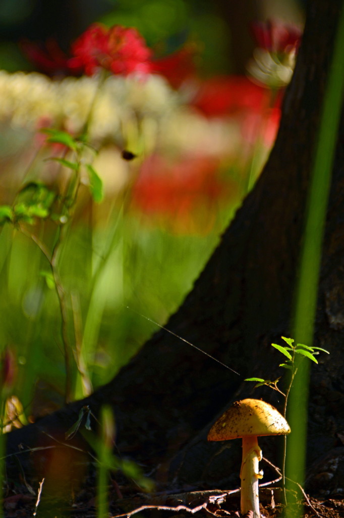 森の小さな番人