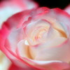 麗しさをそなえて
