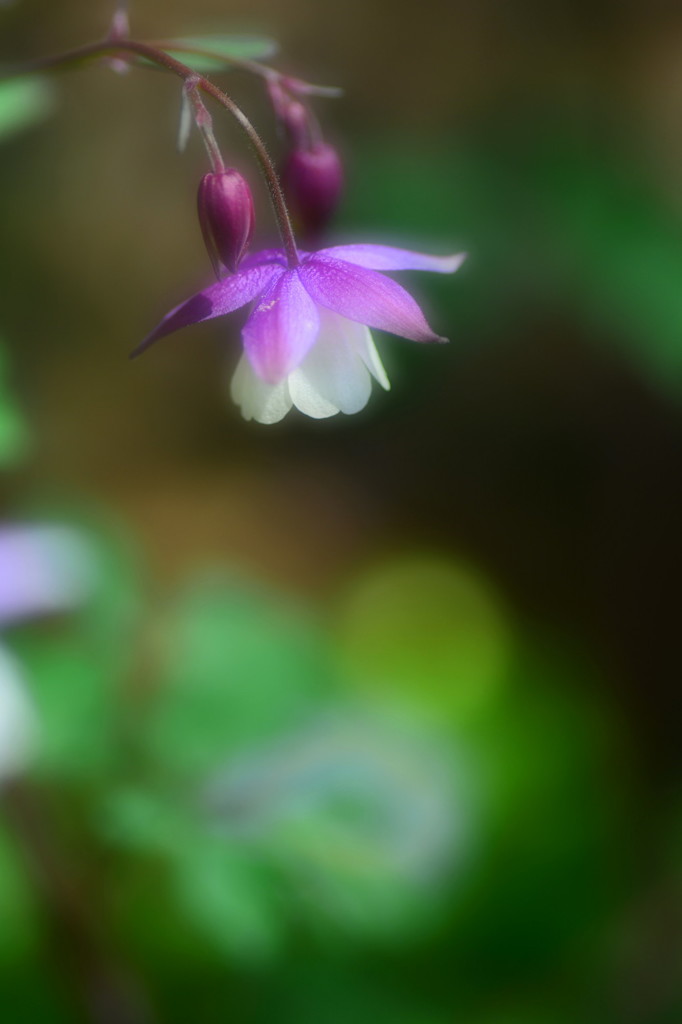 提灯花