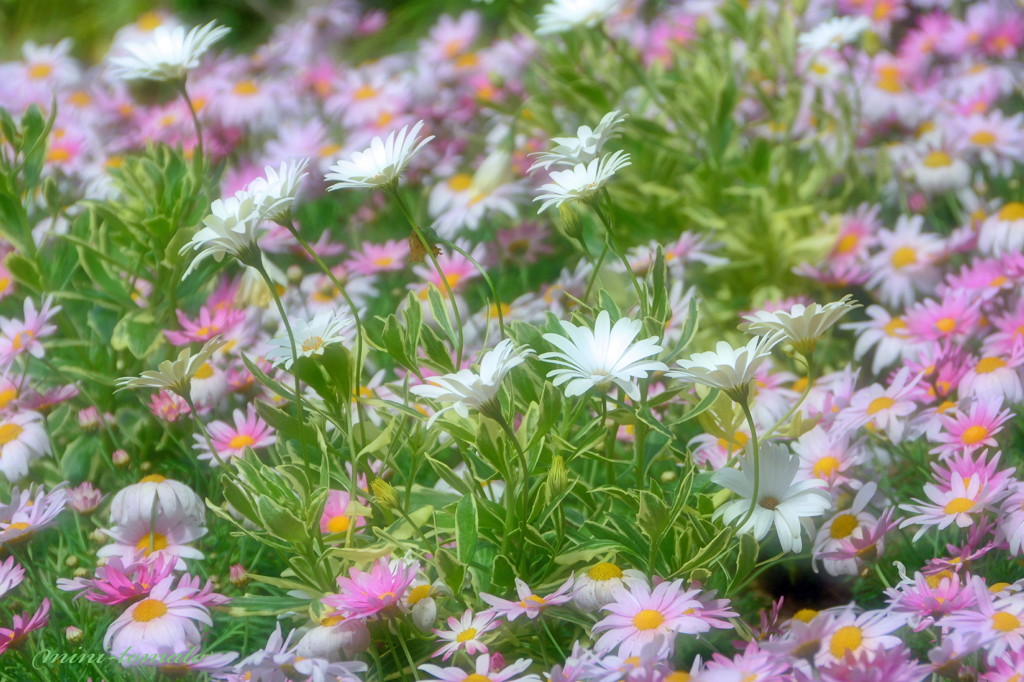 春の花園