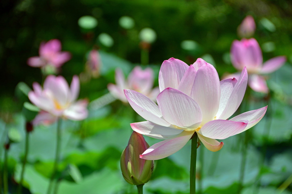 華の競演