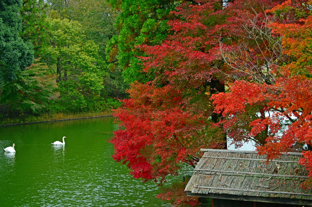 紅に染まる水辺