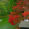 紅に染まる水辺