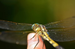 この指止まれ♪