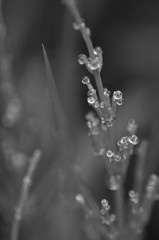 雨の日の贈り物