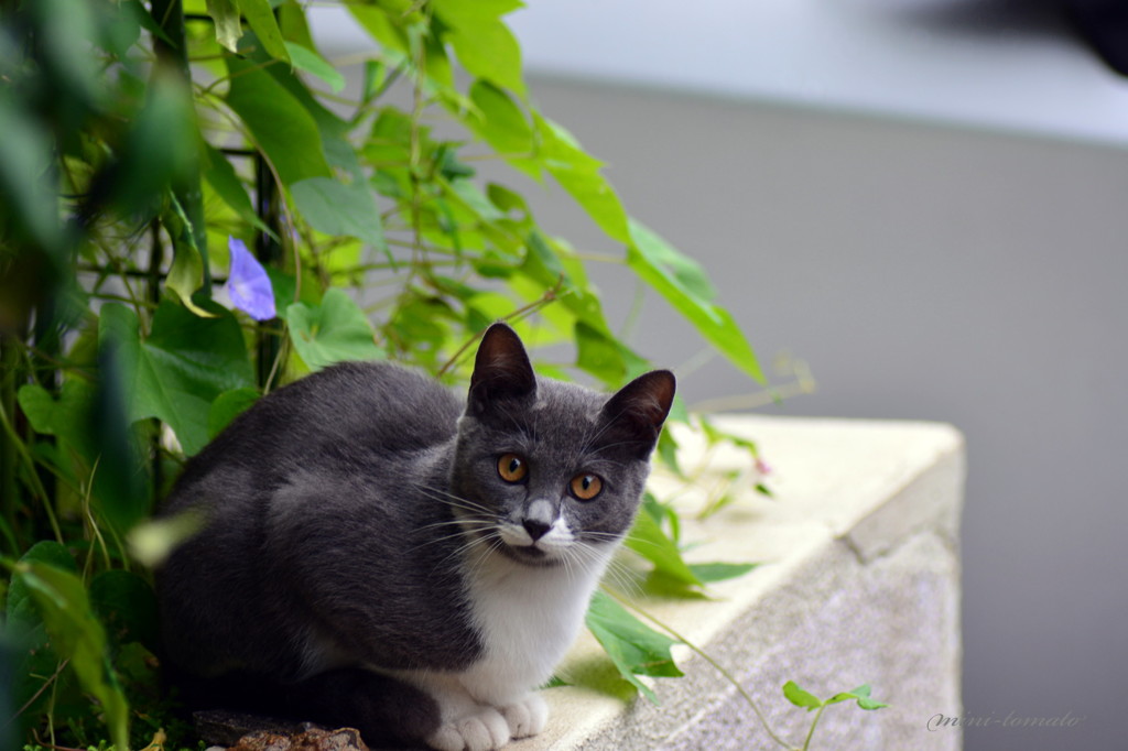 ねこの置物？