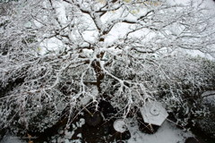 上から見た雪化粧