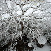 上から見た雪化粧