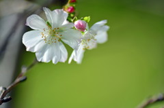 十月の桜　2