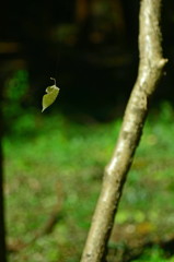 落ち葉舞う森