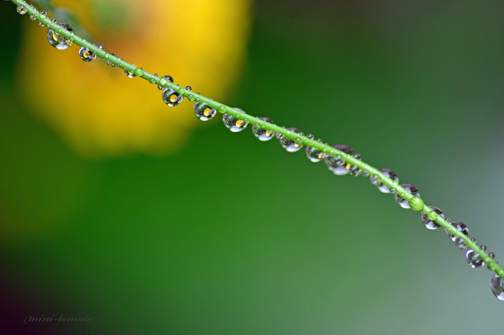 雨の日の楽しみ方♪