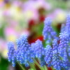 小さなお花畑で