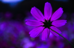 花・裏・秋