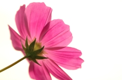 澄花
