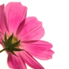 澄花