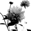 花モノクロ