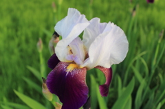 花２