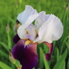 花２