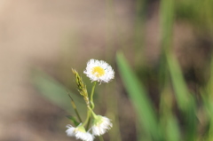 道端の花